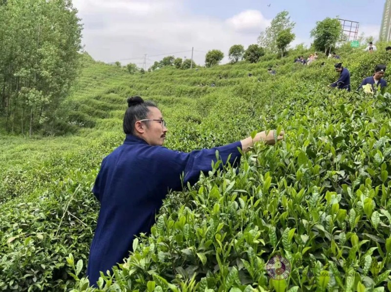 采茶山林间，体验茶道文化